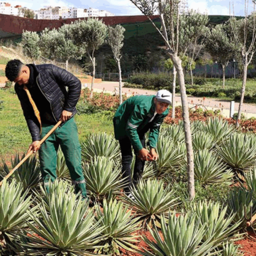 Salé : une école de jardinage forme des jeunes en situation précaire