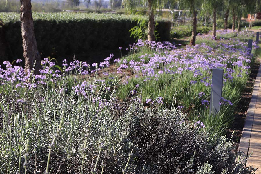 Salé : une école de jardinage forme des jeunes en situation précaire