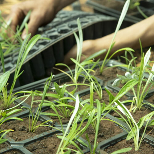 A la pépinière, nous cultivons la vie