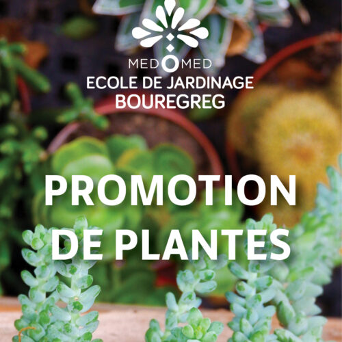 Promo de plantes de notre pépinière!