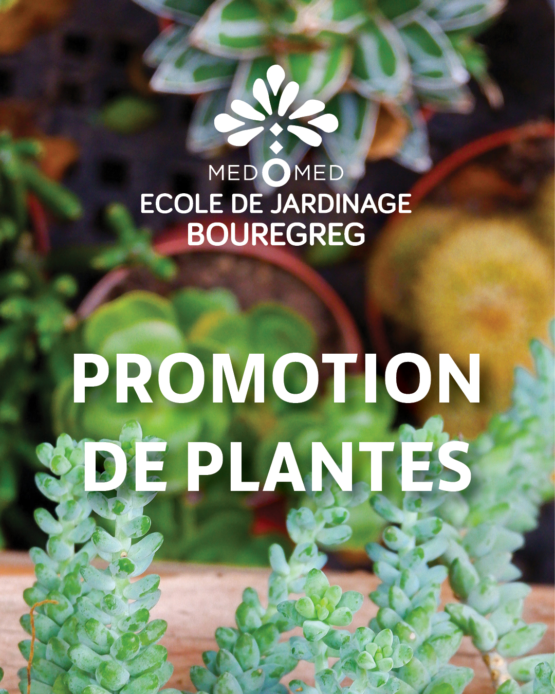 Promo de plantes de notre pépinière!