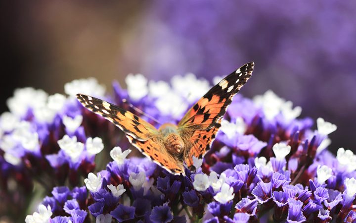 Papillon-vanessa